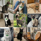 Ciondolo naturale antiparassitario gatti